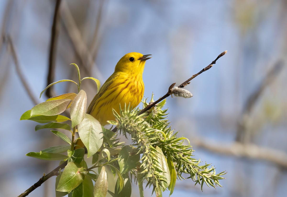 Yellow Warbler - ML447578841