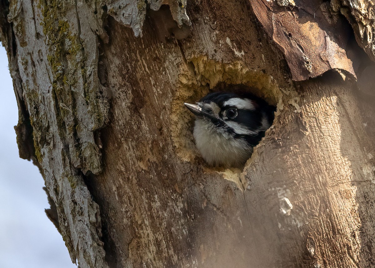 Downy Woodpecker - ML447578951