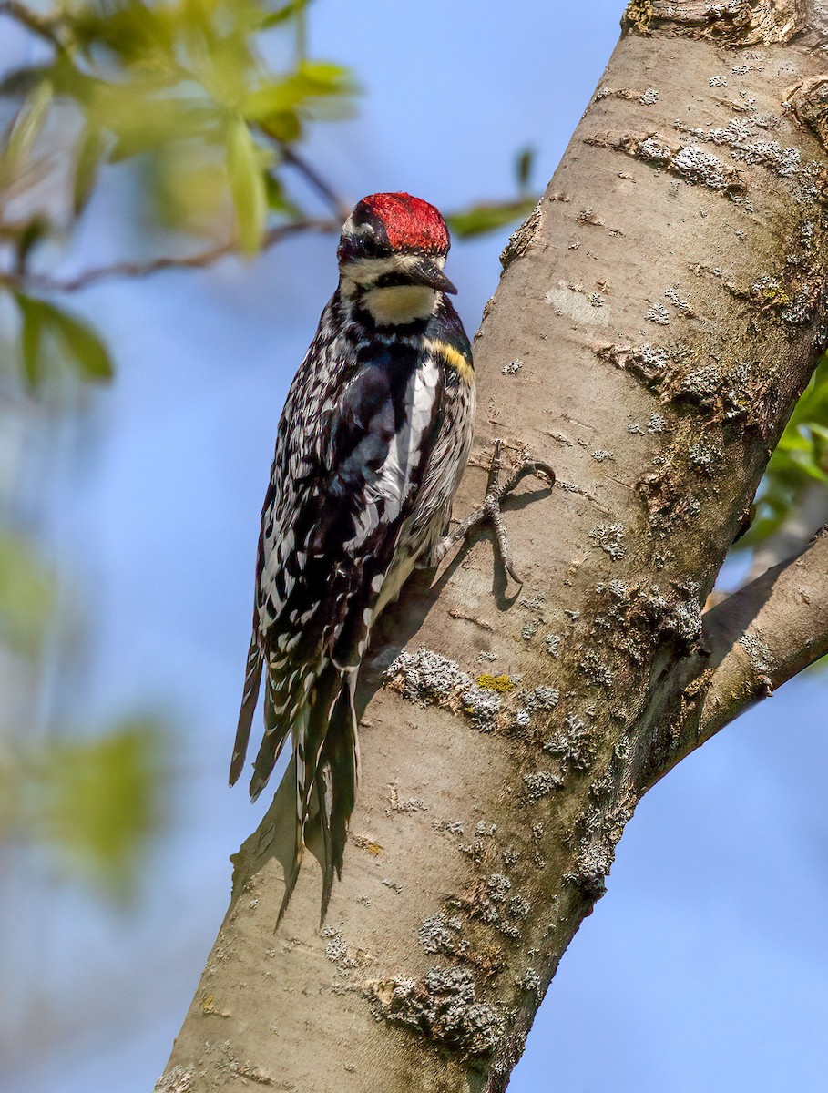 Yellow-bellied Sapsucker - ML447578961
