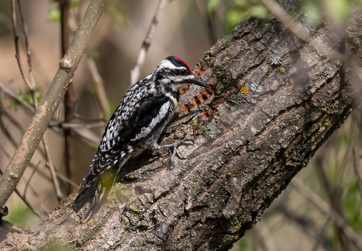 Yellow-bellied Sapsucker - ML447579001