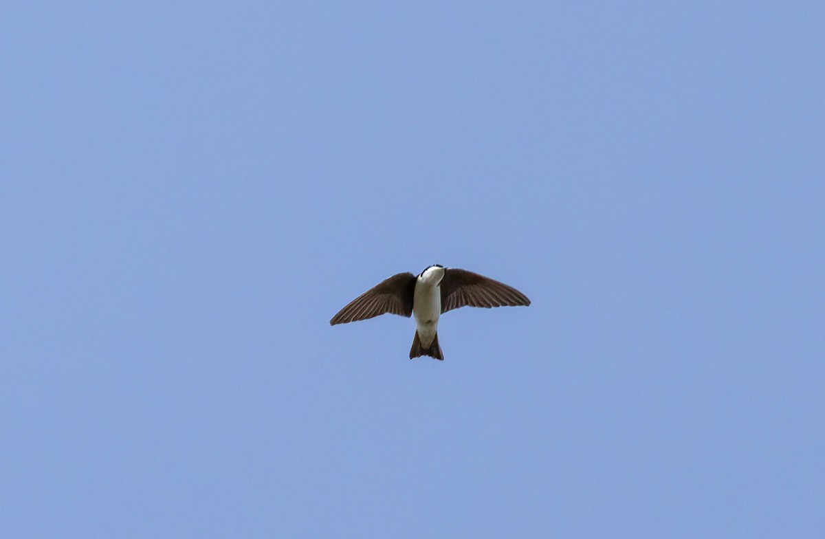 Tree Swallow - ML447579061