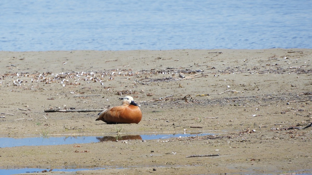 Ruddy Shelduck - ML447579561