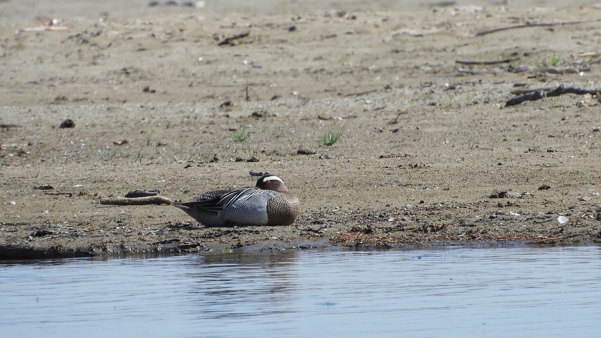 Garganey - ML447579581