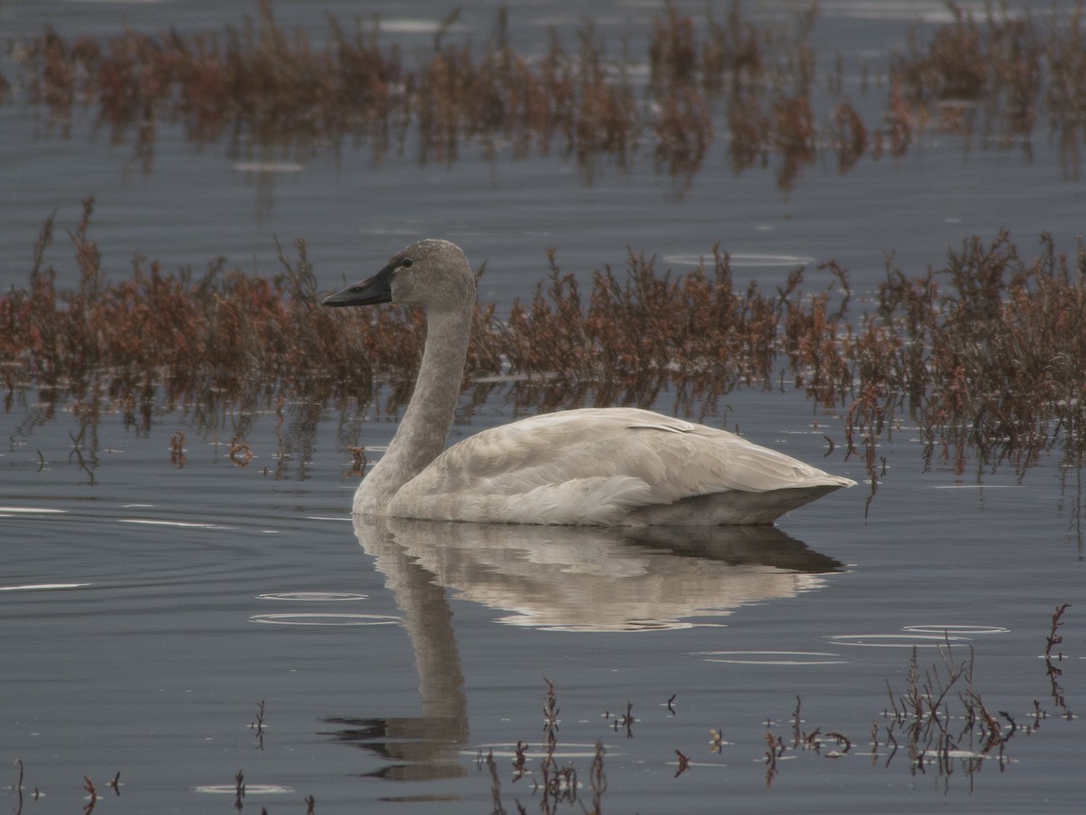 Tundra Swan - ML44758131