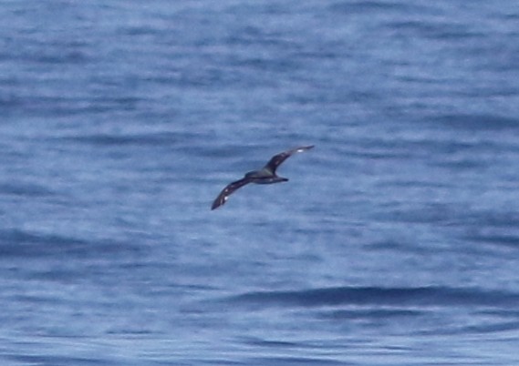 Cook's Petrel - ML447581561