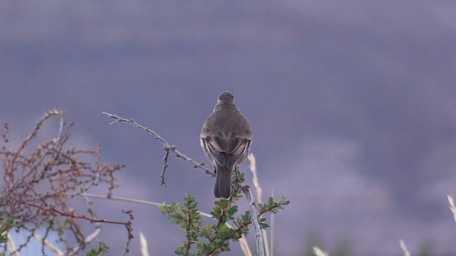 Buff-winged Cinclodes - ML447583241