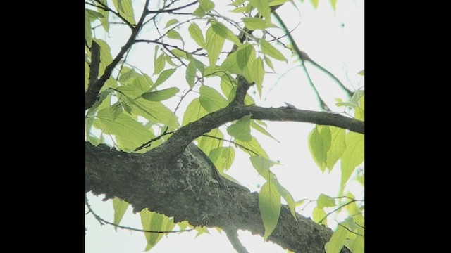 Blue-gray Gnatcatcher - ML447583931