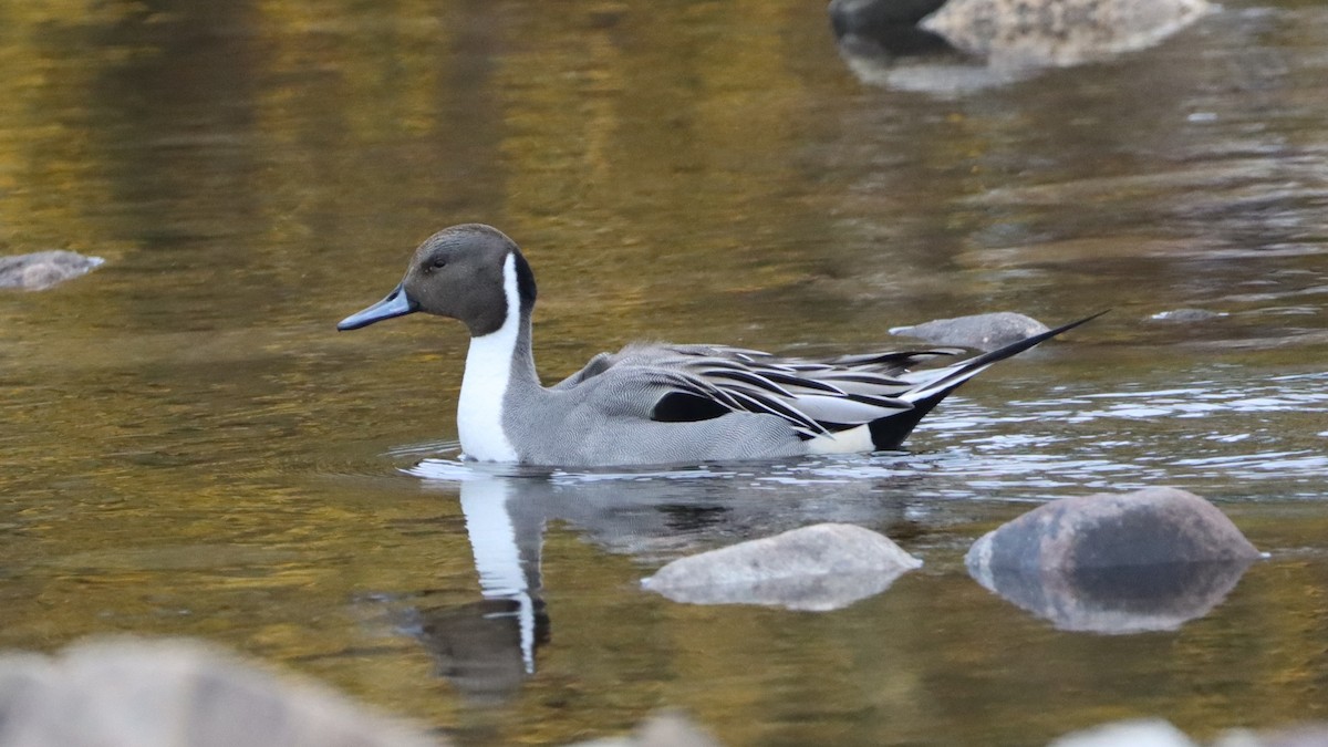 Northern Pintail - ML447584261