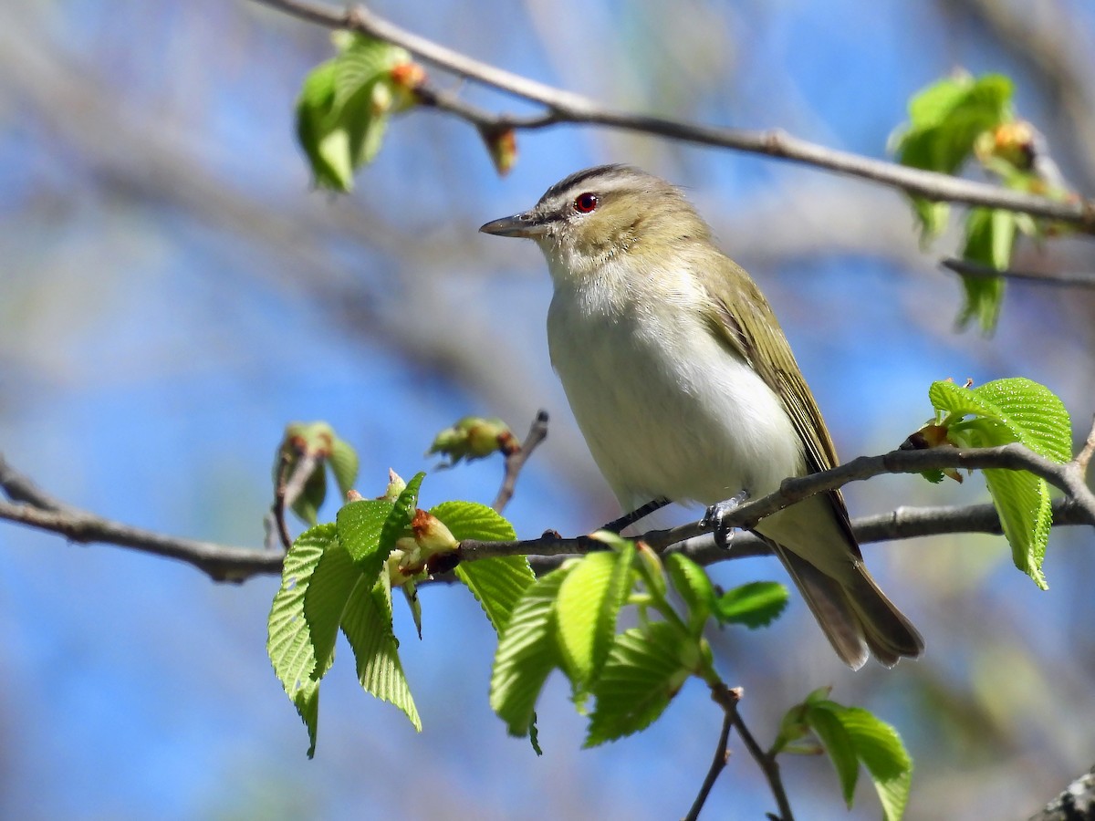 Red-eyed Vireo - ML447584671