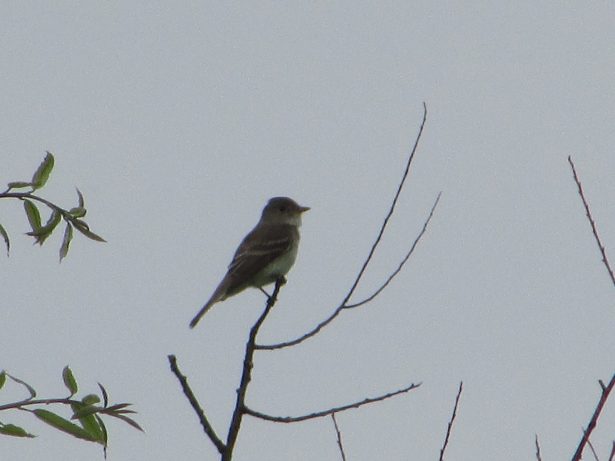 Willow Flycatcher - Mark Rhodes