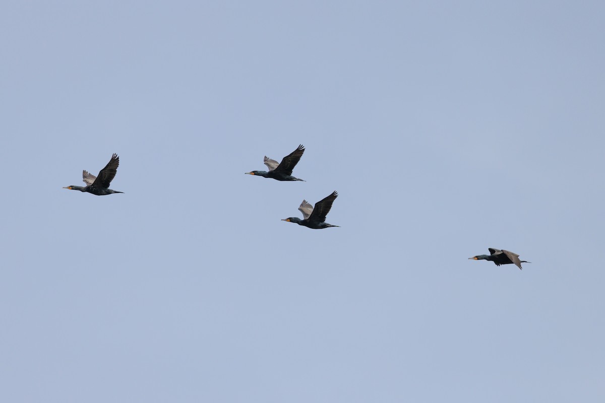 Double-crested Cormorant - ML447586911