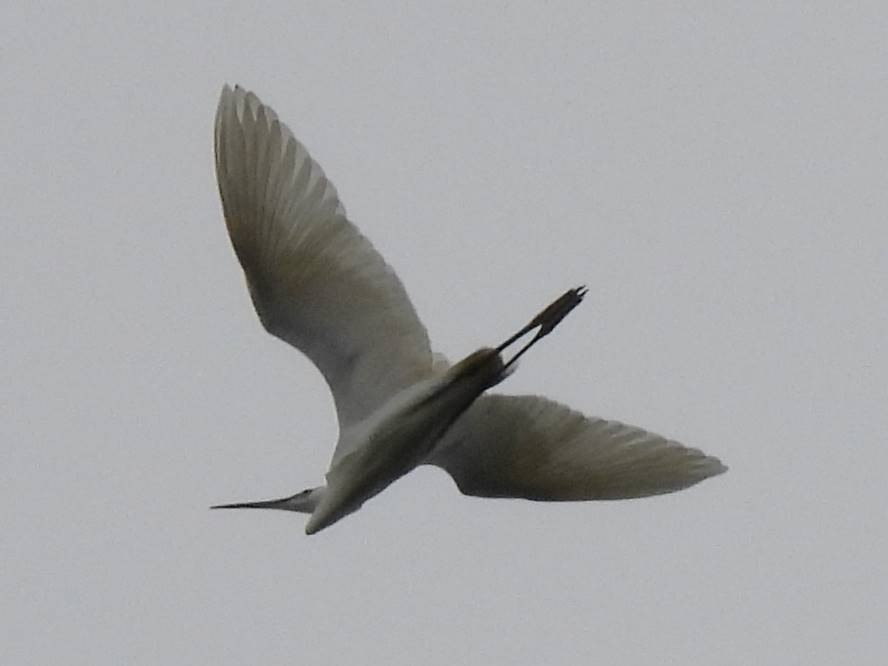 Little Egret - Roberto Alberdi