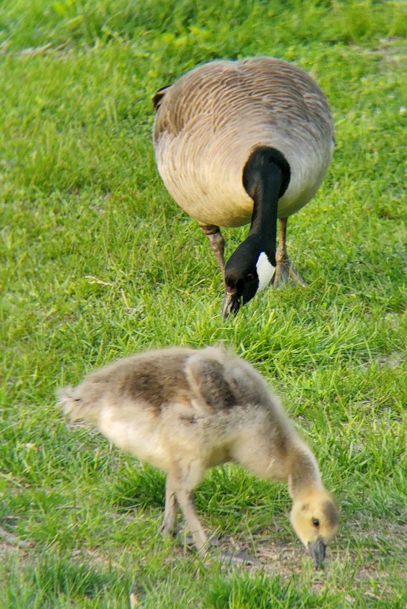 Canada Goose - ML447589071