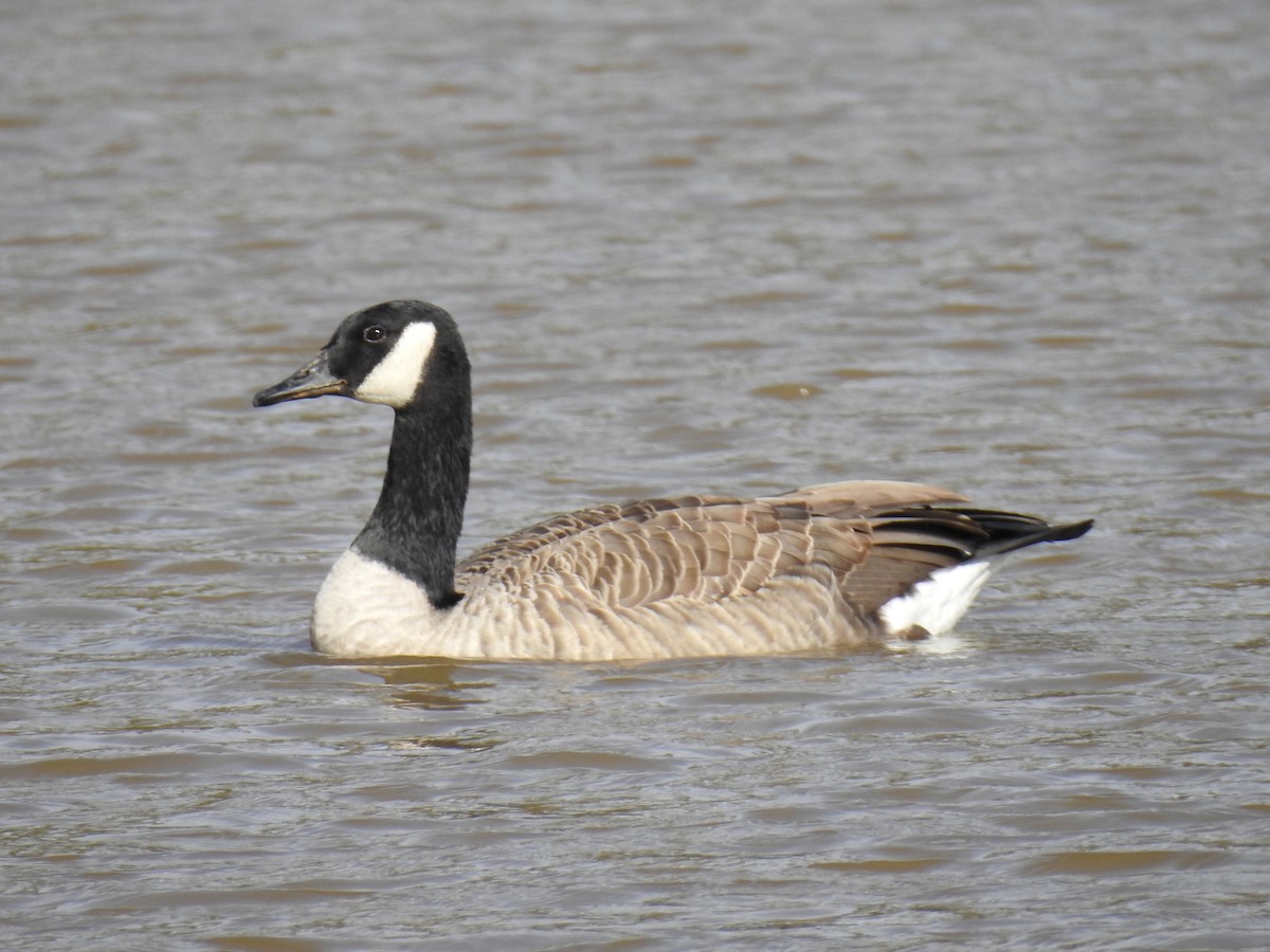 Canada Goose - ML44758941