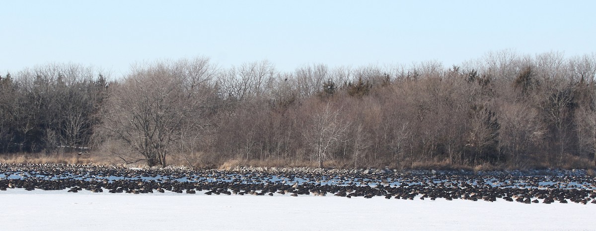 Canada Goose - Jay Gilliam