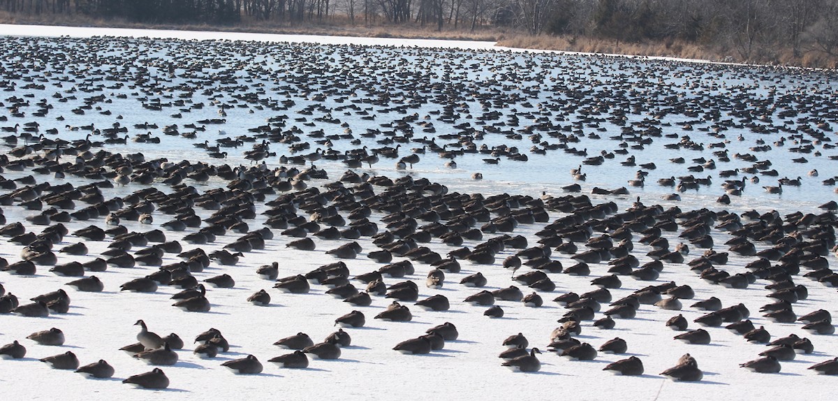 Canada Goose - ML44758991