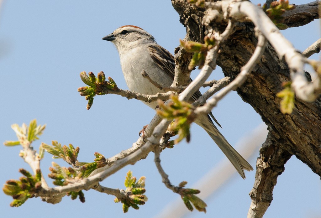 strnádka vrabcovitá - ML447590241