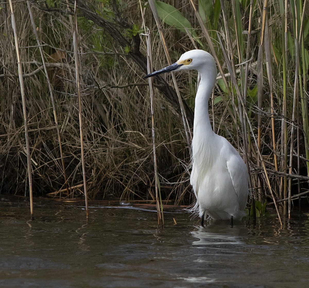 Snowy Egret - ML447590261