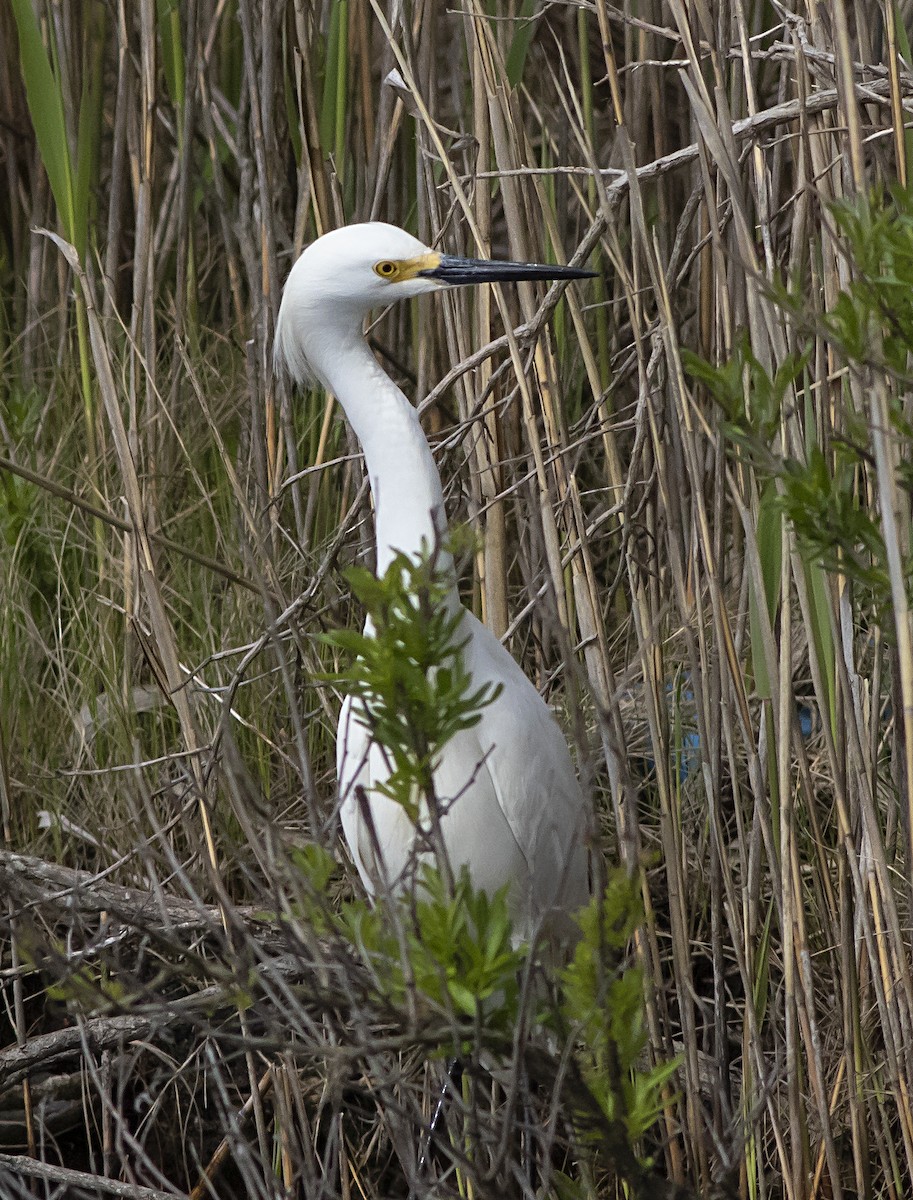 Snowy Egret - ML447590361