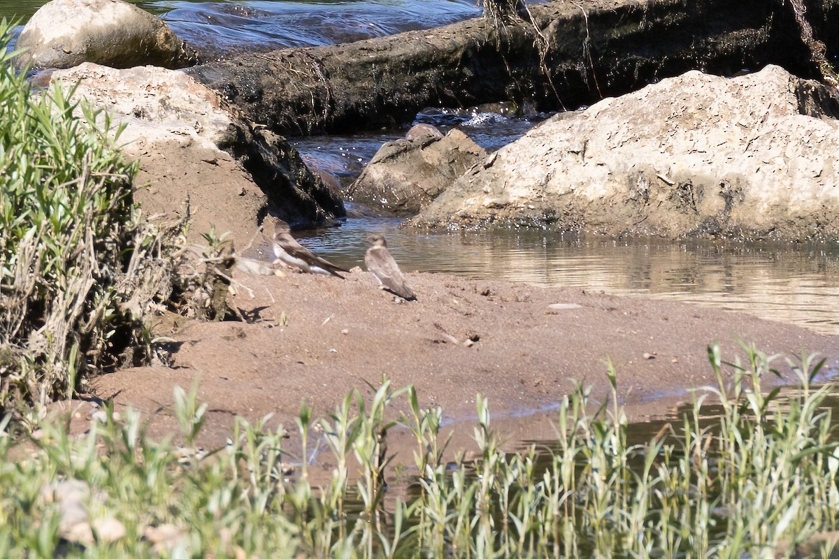 Northern Rough-winged Swallow - ML447590481