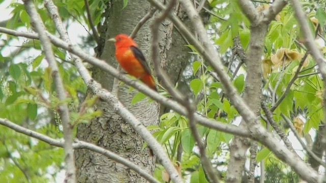 Scarlet Tanager - ML447590591