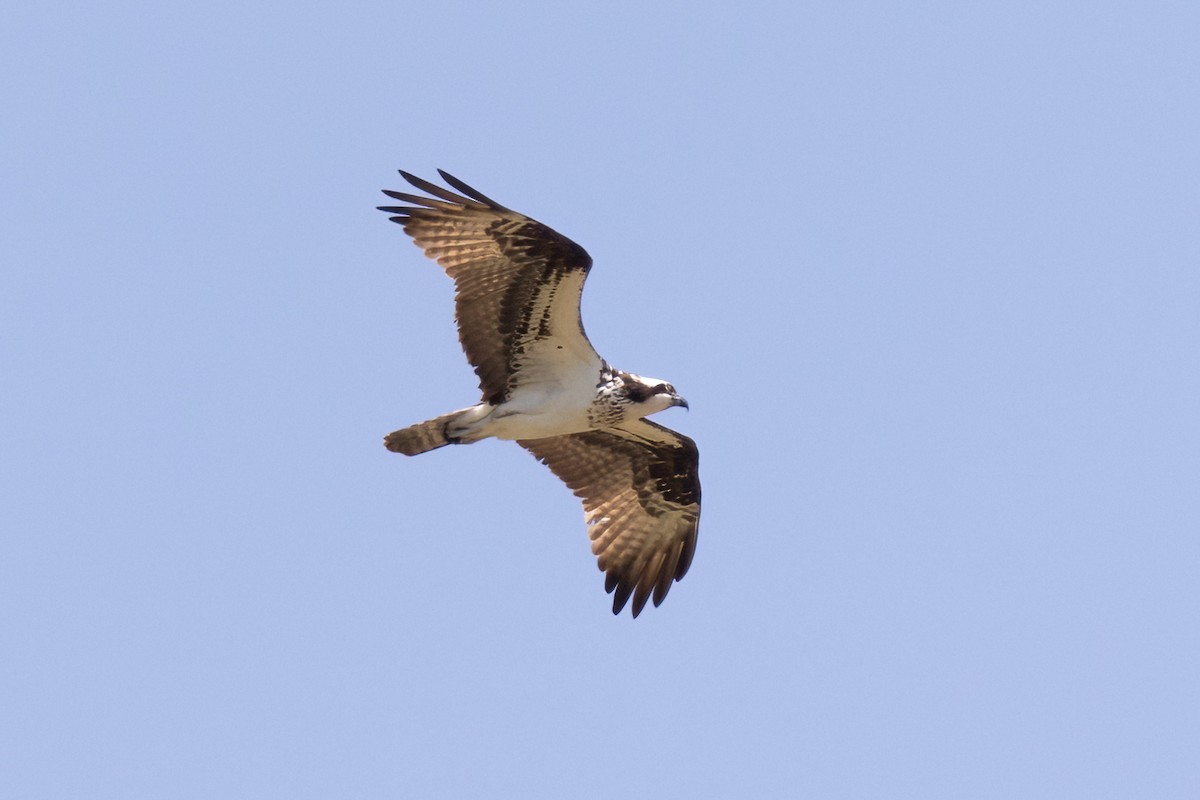 Osprey - ML447591901