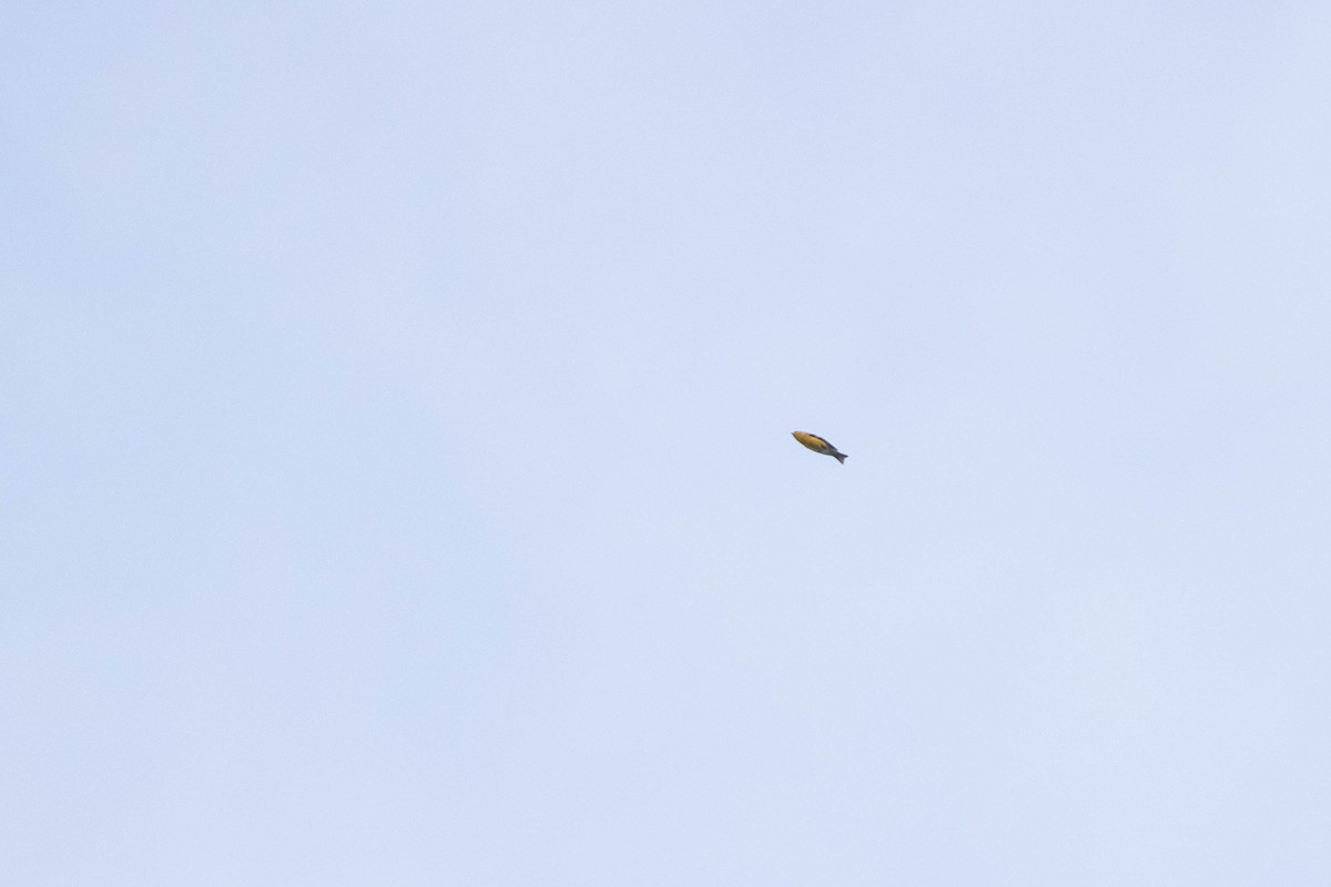 American Goldfinch - ML447591911