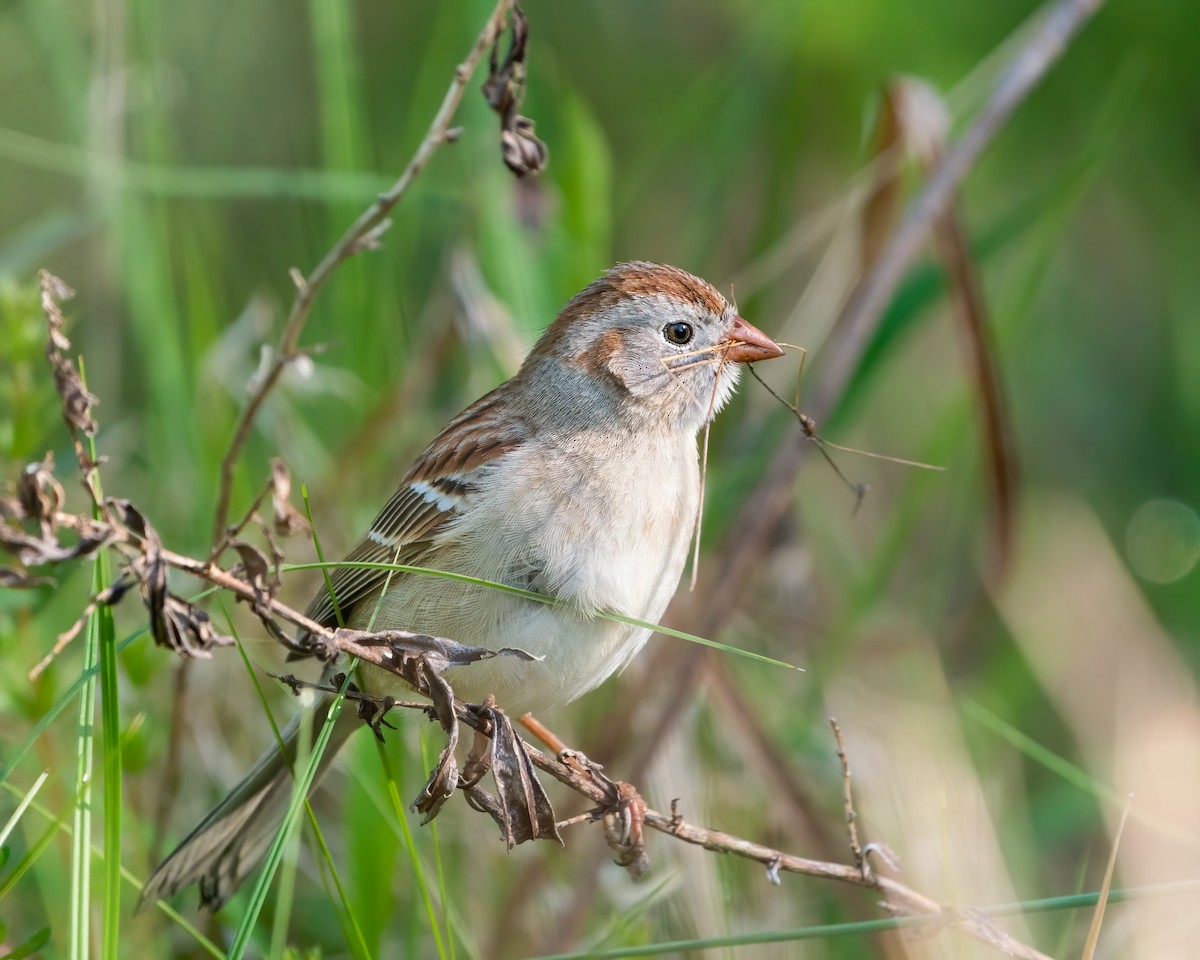 Field Sparrow - ML447592171