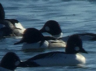 Common Goldeneye x Hooded Merganser (hybrid) - ML44759441