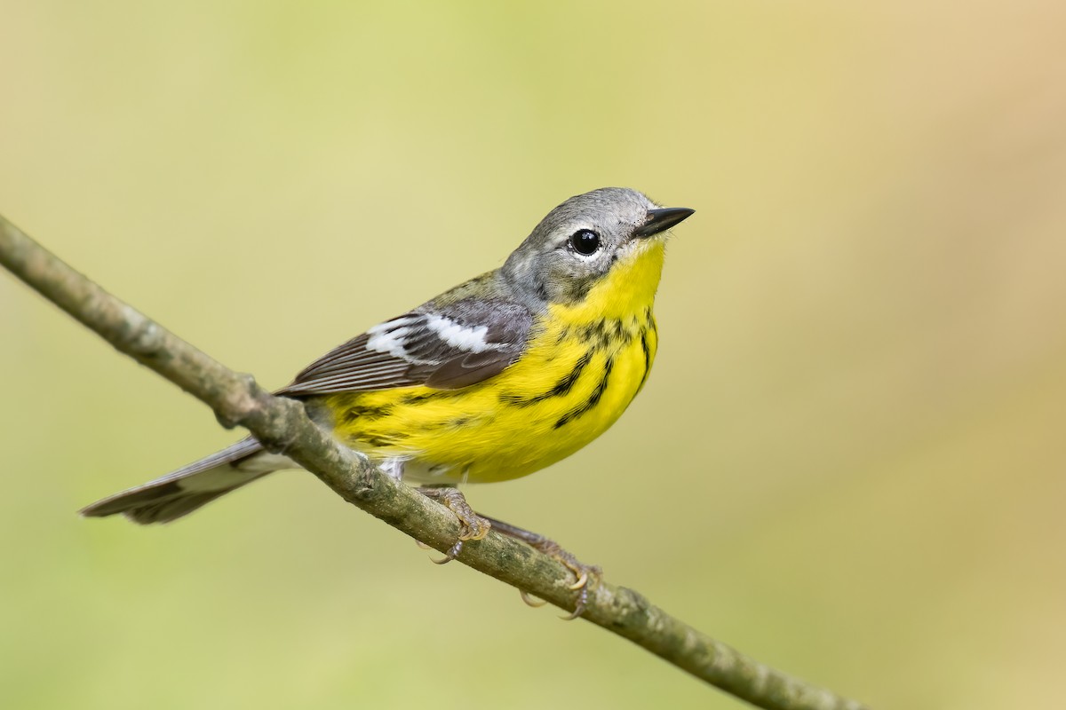 Magnolia Warbler - ML447594701