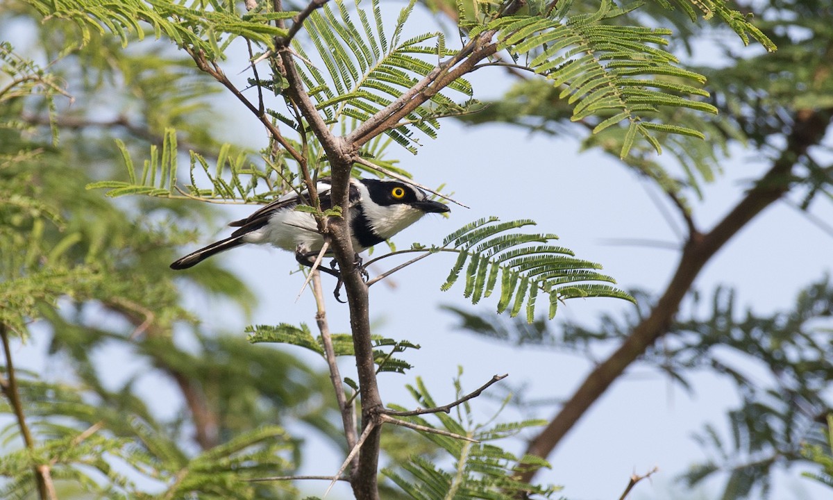 Senegal Batis - Chris Wood