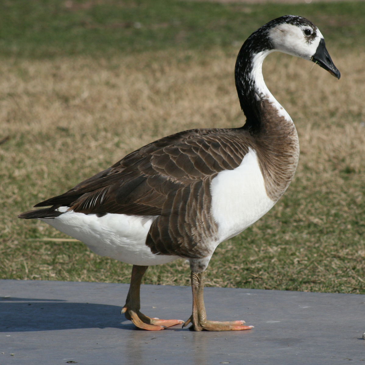 Domestic goose sp. x Canada Goose (hybrid) - Sarah Dendy