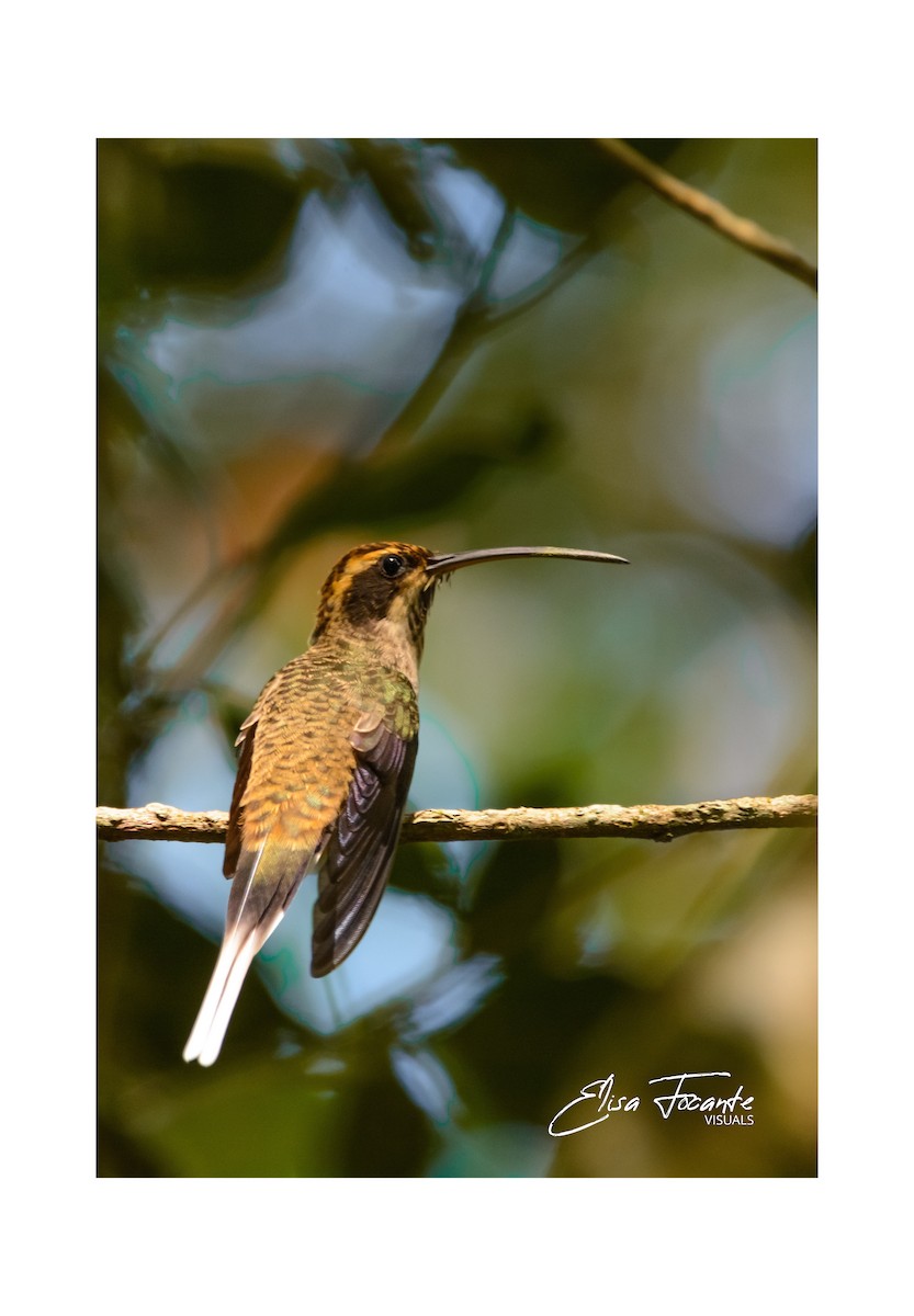 Scale-throated Hermit - ML447597551