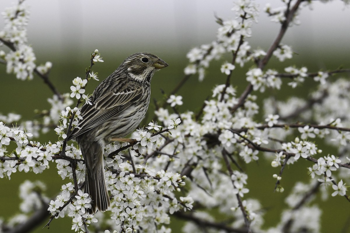 Corn Bunting - Maryse Neukomm