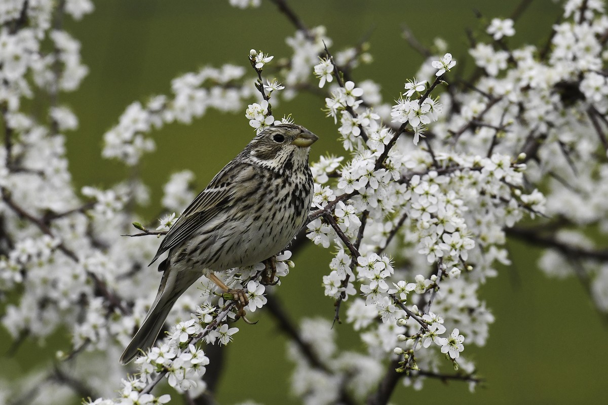 Corn Bunting - Maryse Neukomm