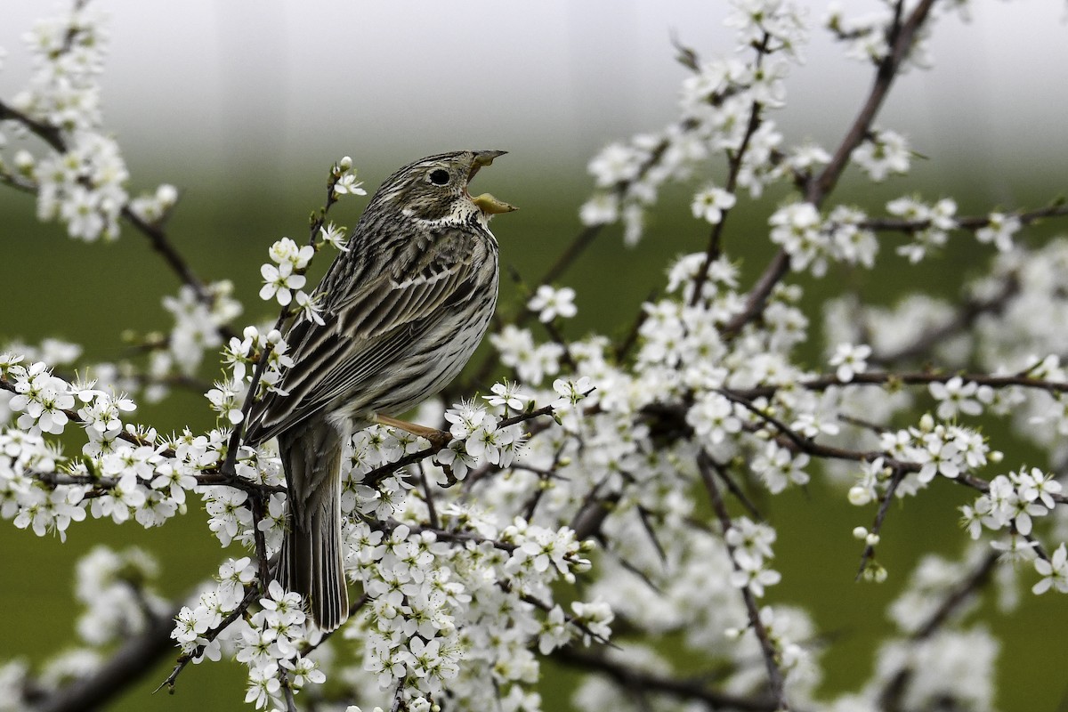 Corn Bunting - ML447598961