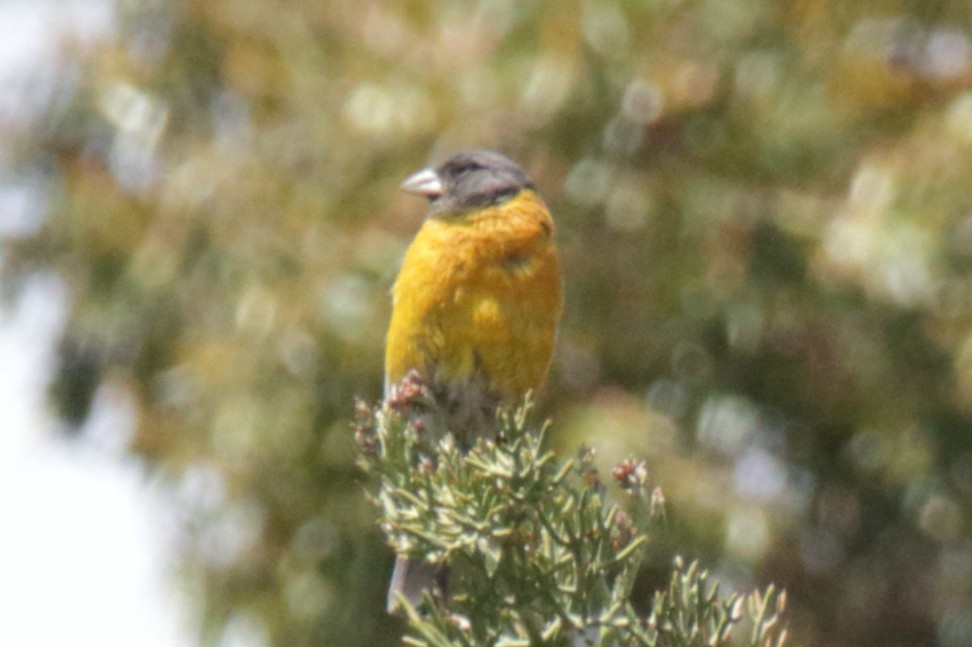 Peruvian Sierra Finch - Gabriel Carbajales