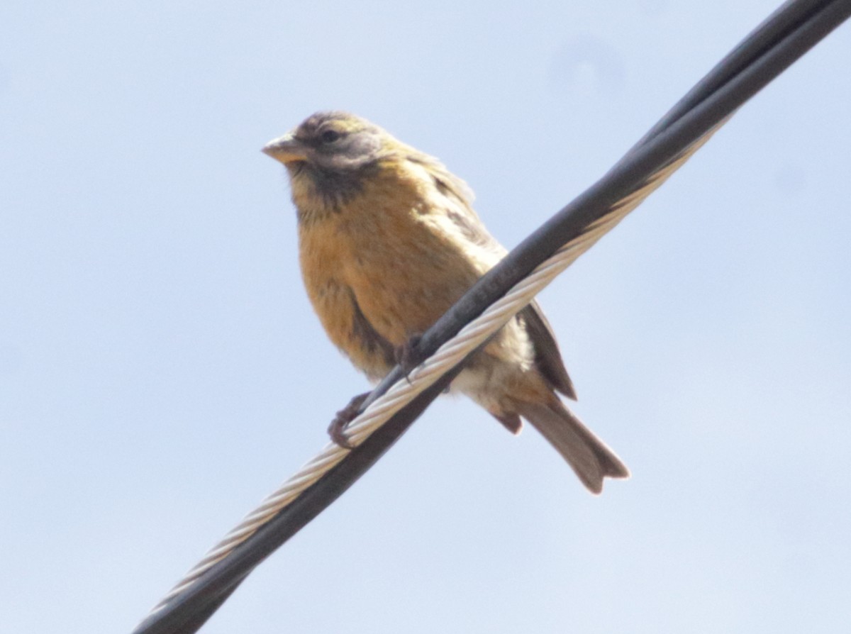Peruvian Sierra Finch - Gabriel Carbajales