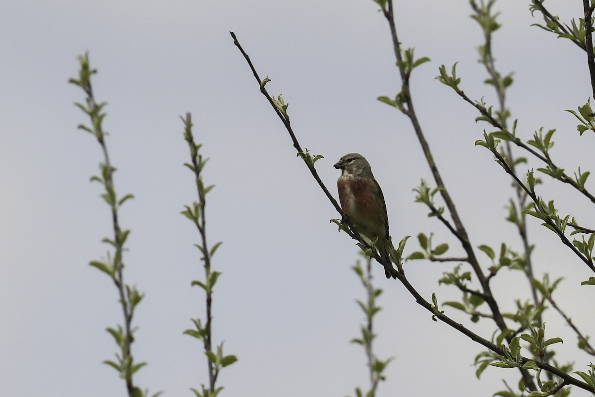 Eurasian Linnet - Maryse Neukomm