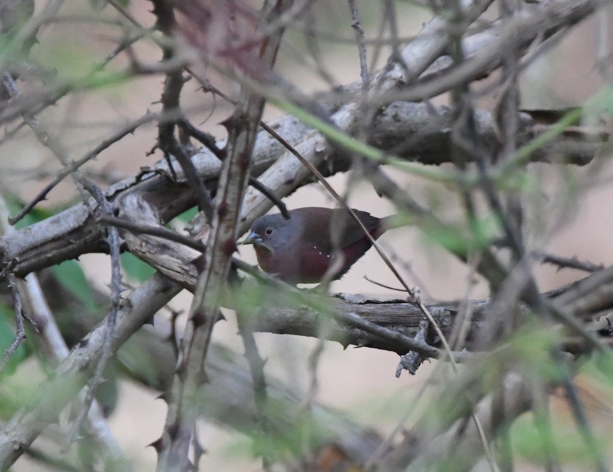 Rock Firefinch - Gabriel Jamie