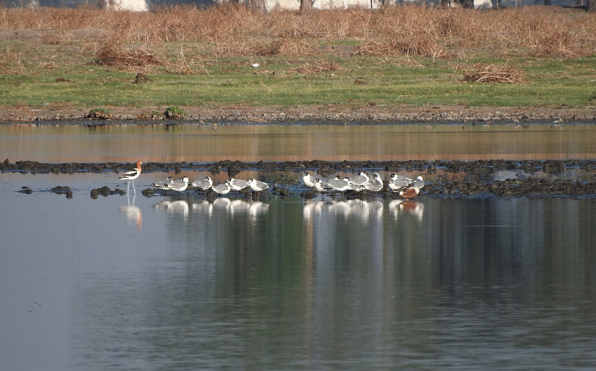 Franklin's Gull - ML447601341