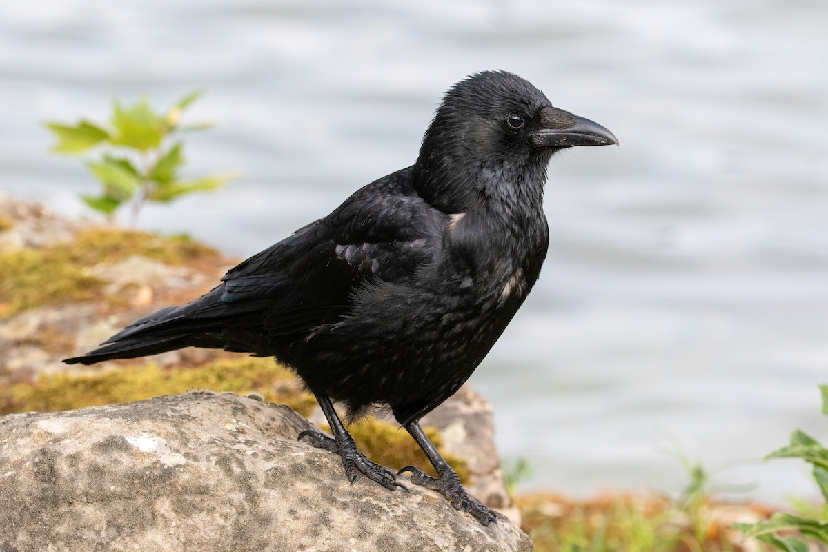 Carrion Crow (Western) - Alexis Lours