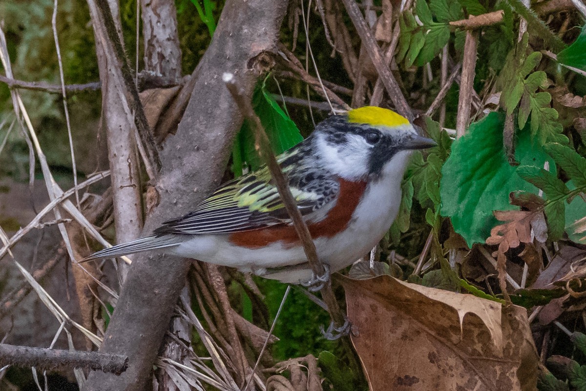 Chestnut-sided Warbler - ML447602101