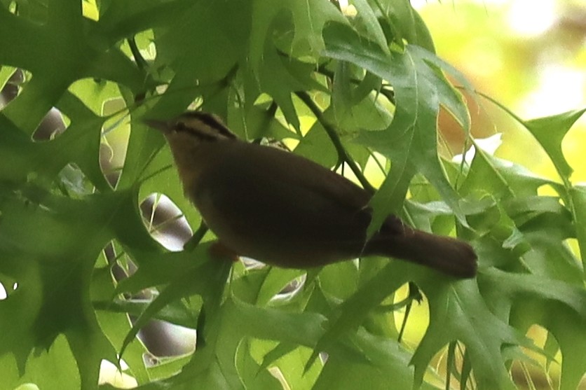 Worm-eating Warbler - ML447603311