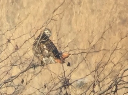 Red-tailed Hawk (Harlan's) - ML44760411