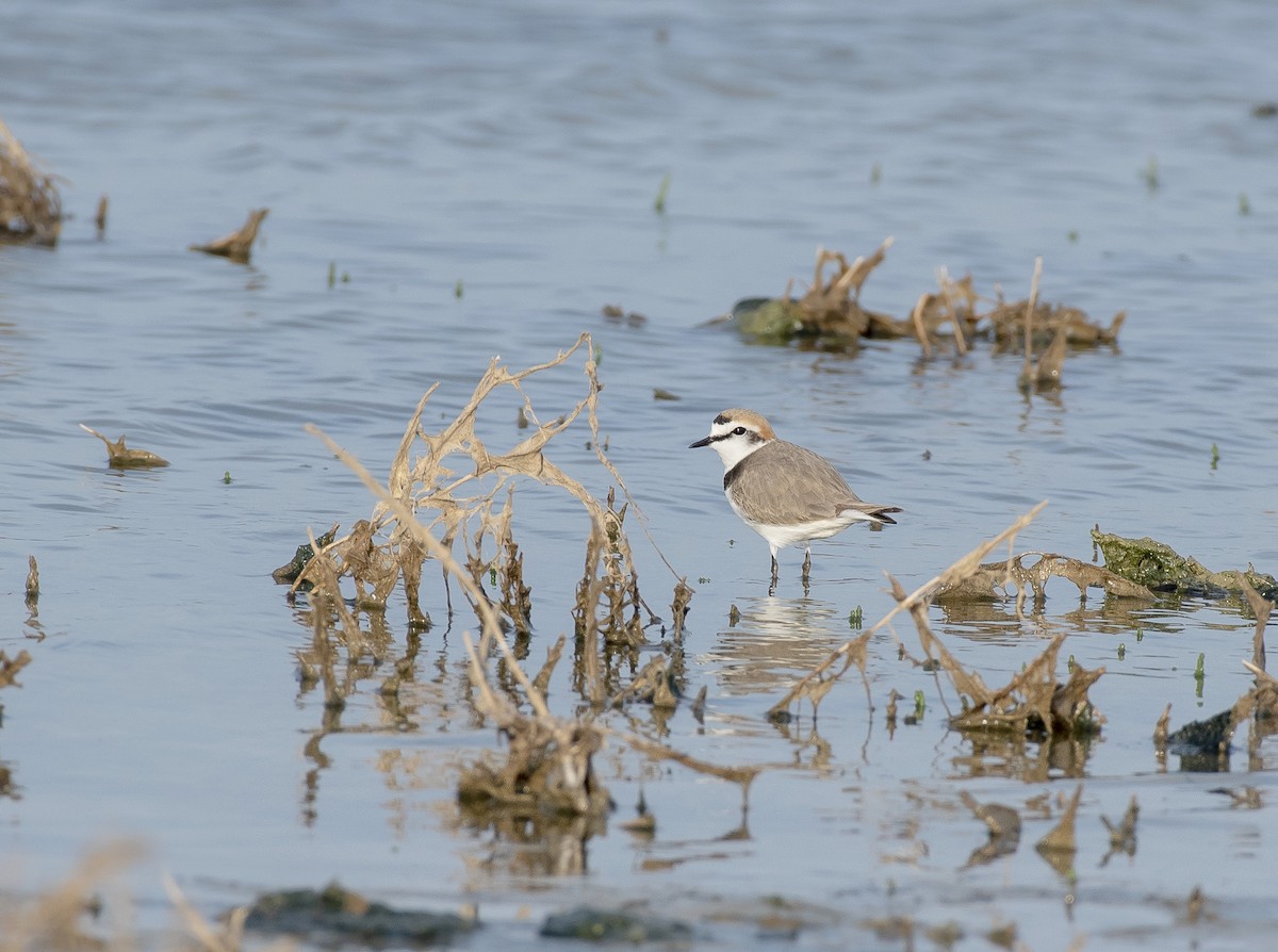 Kentish Plover - ML447604821