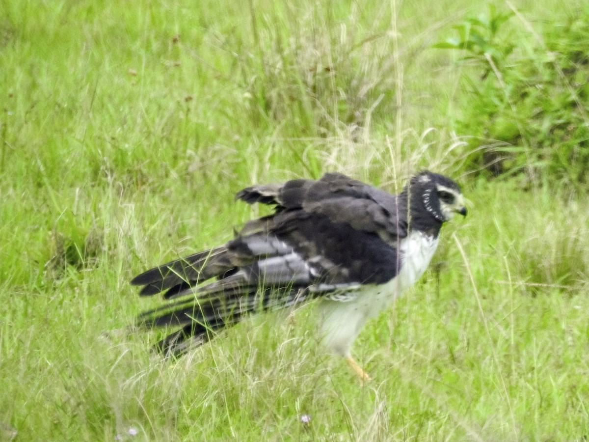 Long-winged Harrier - Doris Ratchford