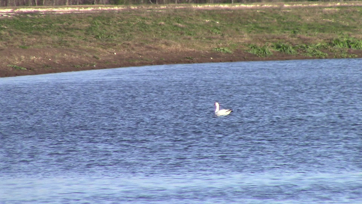 Ross's Goose - ML44760801