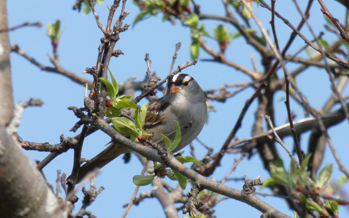 White-crowned Sparrow - ML447610141