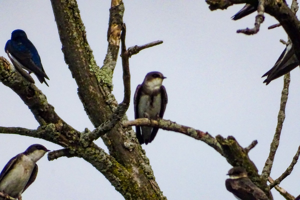 Bank Swallow - ML447610811